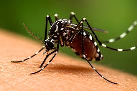 Argentina apuesta por la Inteligencia Artificial para anticipar brotes de dengue y fortalecer la salud pública 