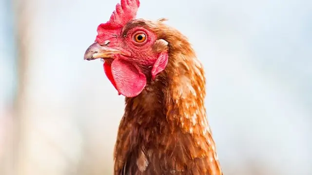 Alerta en Europa por brote masivo de gripe aviar: sacrifican más de 130.000 aves en Alemania 