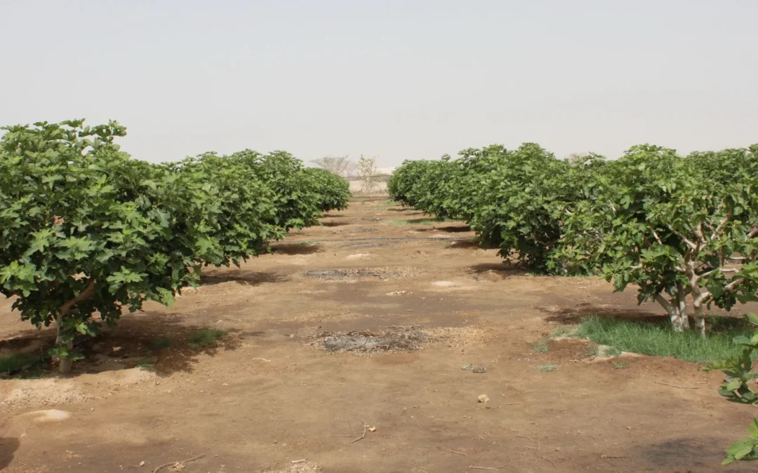 Arabia Saudita impulsa plantación masiva de árboles para enfrentar la sequía y proteger el medio ambiente 