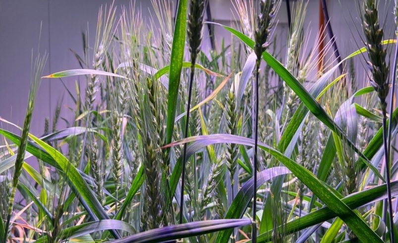 Chile emerges as a global leader in biotechnology and agricultural gene editing 