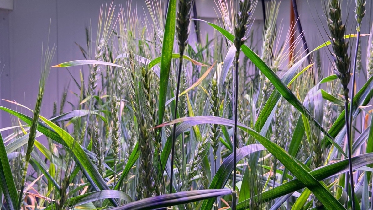 Chile se consolida como líder en biotecnología y edición genética agrícola 