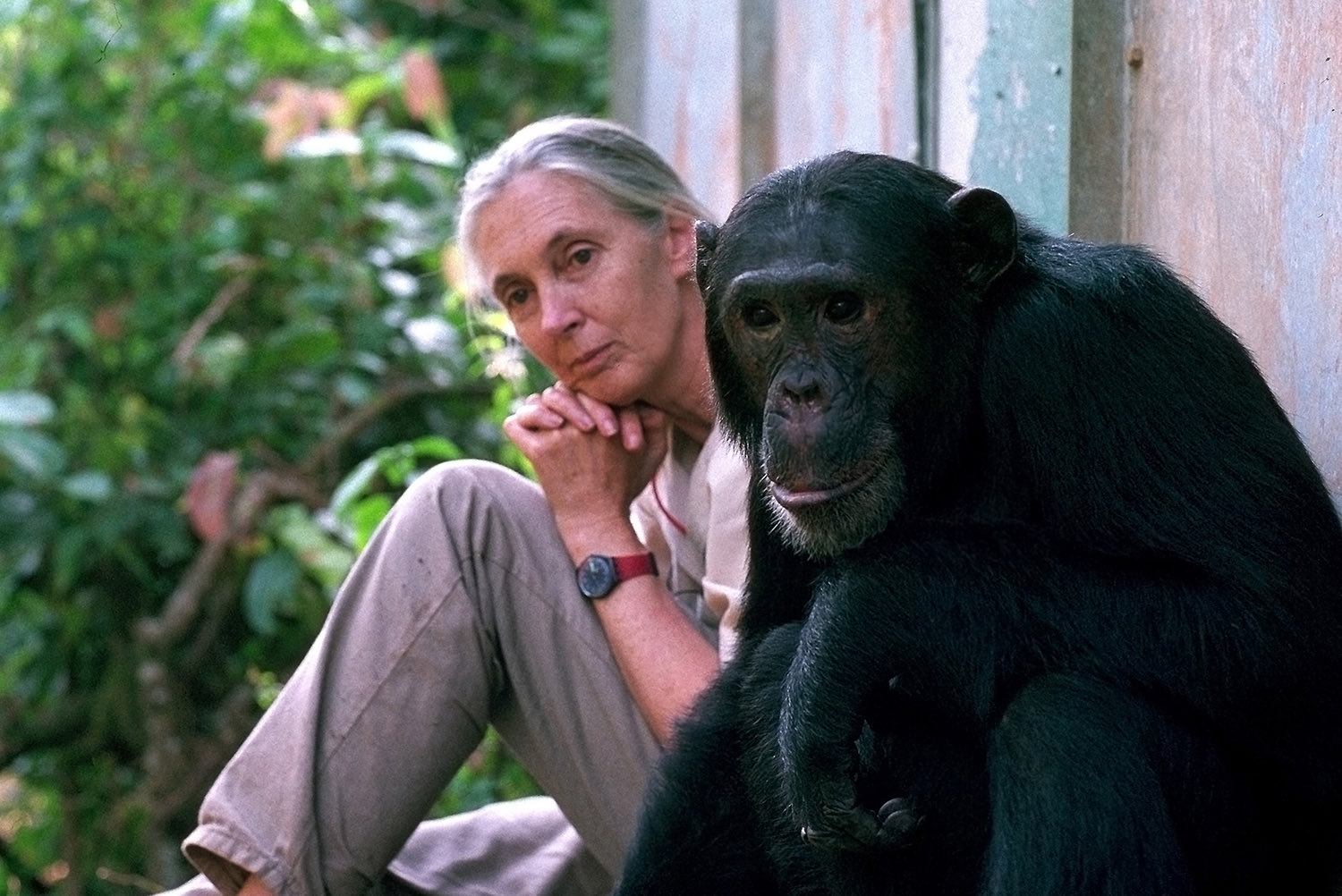 Adiós a Jane Goodall: la pionera que cambió nuestra visión de los chimpancés 
