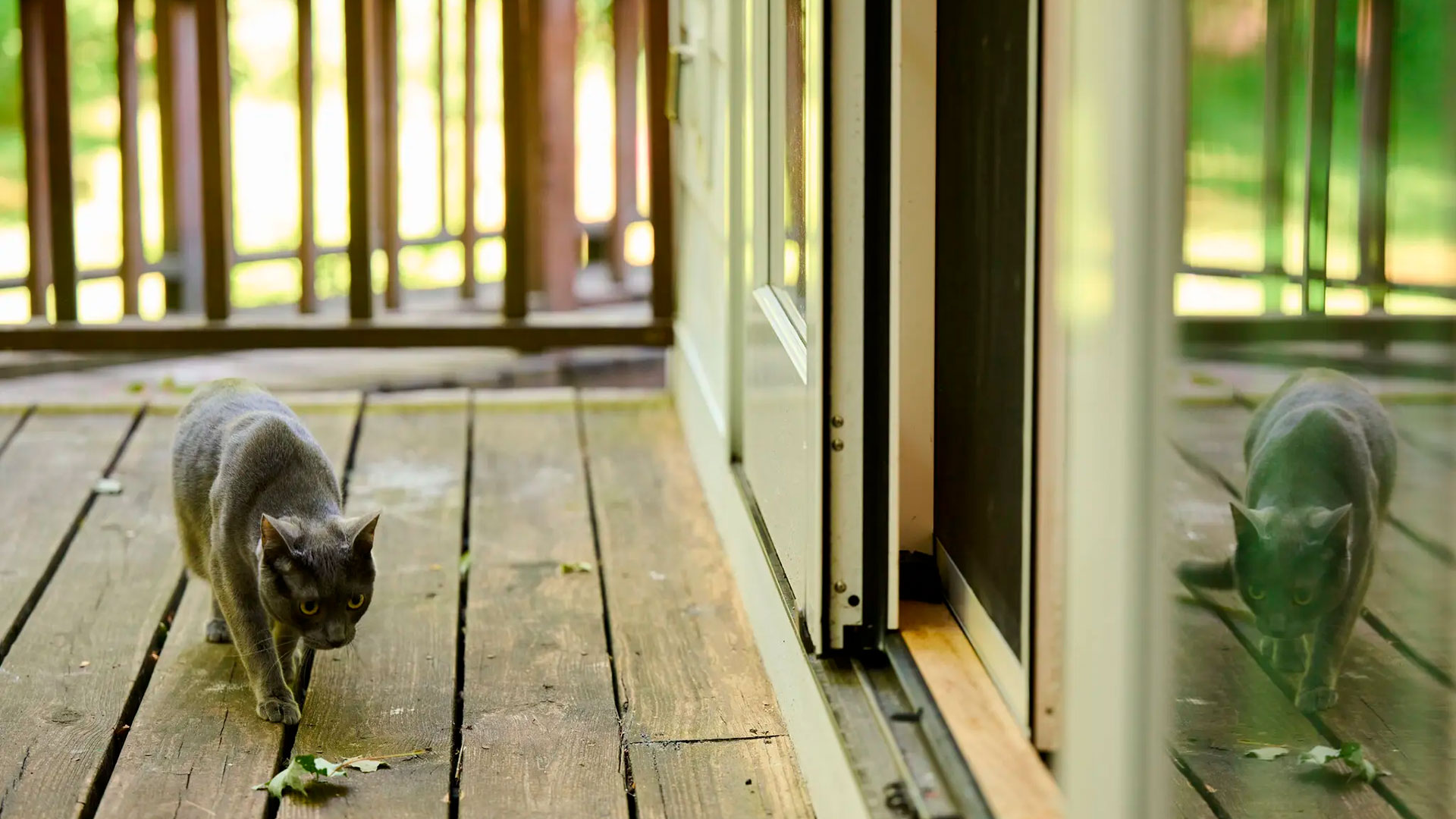 Singapur regula la convivencia con gatos en viviendas públicas tras décadas de prohibición 