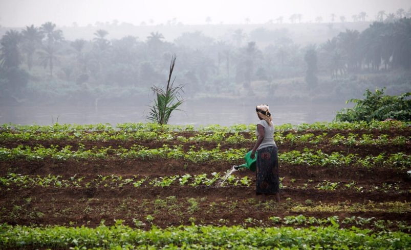 La ONU alerta que la inseguridad alimentaria en la República Democrática del Congo alcanza niveles críticos 